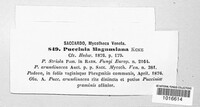 Puccinia magnusiana image